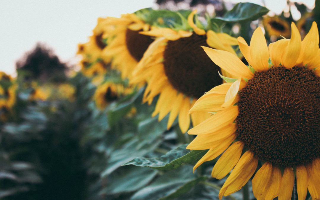 Moving Gratitude from a Post to a Practice
